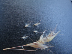 Rytidosperma caespitosum