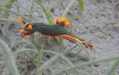 Nembrotha kubaryana