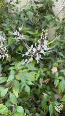 Orthosiphon aristatus