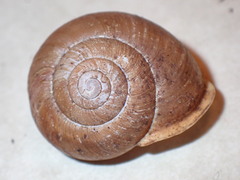 Neohelix alleni