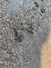 Portunidae