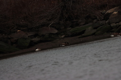 Branta canadensis