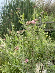 Tessaria absinthioides