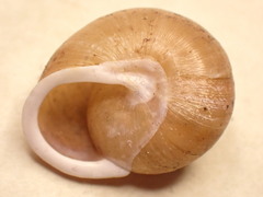 Neohelix alleni
