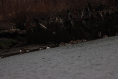 Branta canadensis