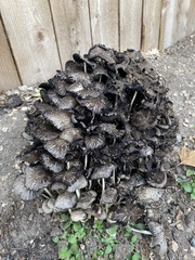 Coprinopsis variegata