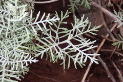 Lavandula buchii image