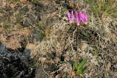 Primula pauciflora pauciflora