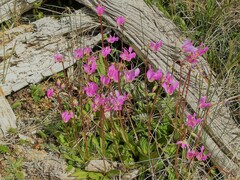 Primula pauciflora pauciflora