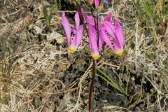 Primula pauciflora pauciflora