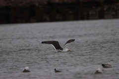 Larus marinus