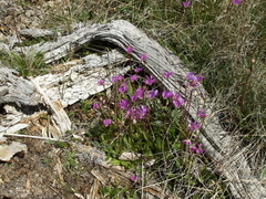 Primula pauciflora pauciflora