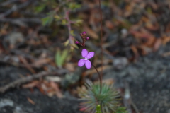 Stylidium lineare