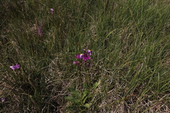 Primula pauciflora pauciflora