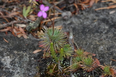 Stylidium lineare