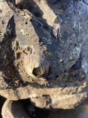 Striatobalanus amaryllis