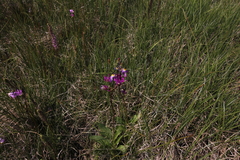 Primula pauciflora pauciflora