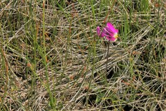 Primula pauciflora pauciflora