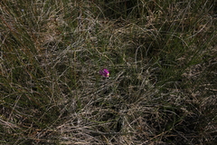 Primula pauciflora pauciflora
