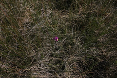 Primula pauciflora pauciflora