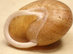 Neohelix alleni