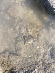 Charybdis hellerii