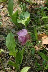 Cypripedium macranthos