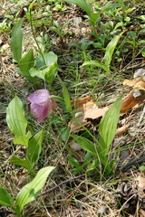 Cypripedium macranthos