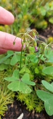 Oxalis latifolia