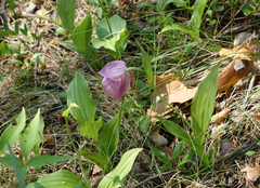 Cypripedium macranthos