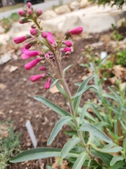 Penstemon parryi