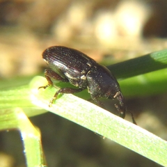 Maurobaris spoliata