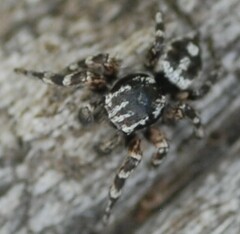 Habronattus fallax
