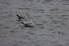 Larus delawarensis
