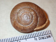 Neohelix alleni