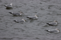 Larus delawarensis