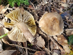 Tricholoma saponaceum