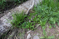 Primula pauciflora pauciflora