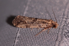 Morophaga choragella