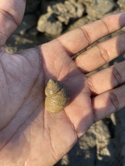 Euchelus asper