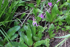 Primula pauciflora pauciflora