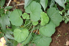 Pelargonium inquinans