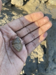 Euchelus asper