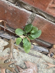 Youngia