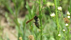 Polistes billardieri