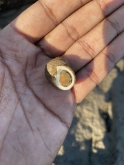 Euchelus asper