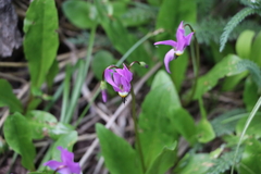 Primula pauciflora pauciflora