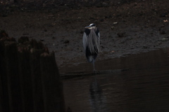 Ardea herodias