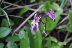 Primula pauciflora pauciflora