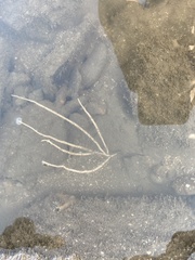 Pseudopterogorgia fredericki